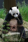 Panda (♂ Xing Ya)