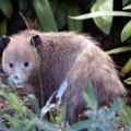 Virginiaanse opossum