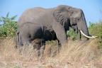 Savanne olifant (♀)