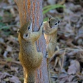 Smiths bush squirrel